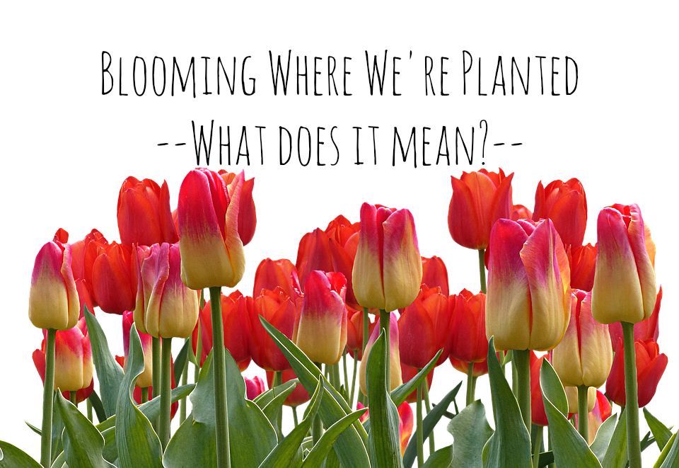 Blooming Where We’re Planted – What Does It Mean?
