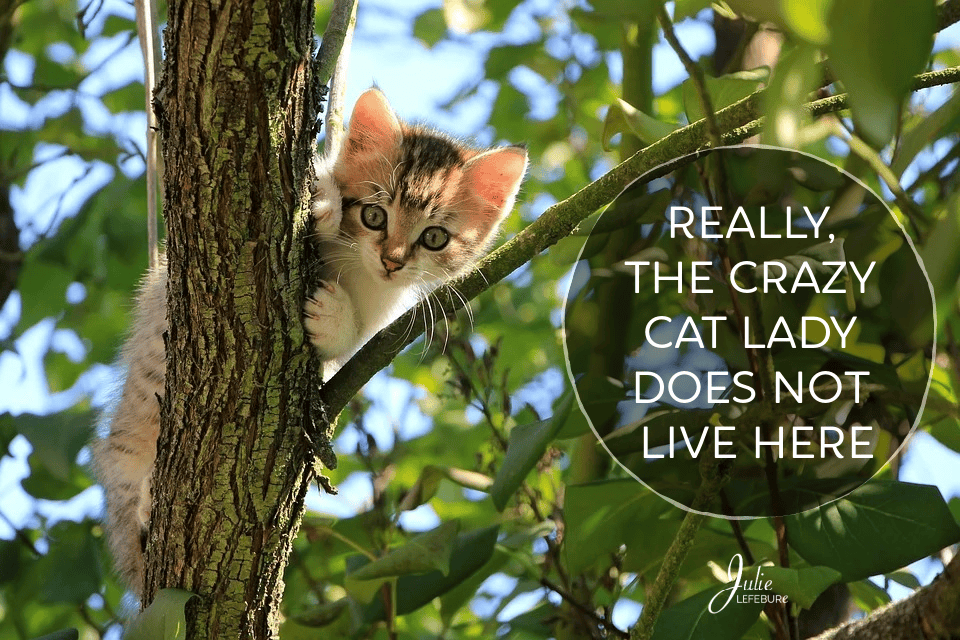 Really, The Crazy Cat Lady Does Not Live Here